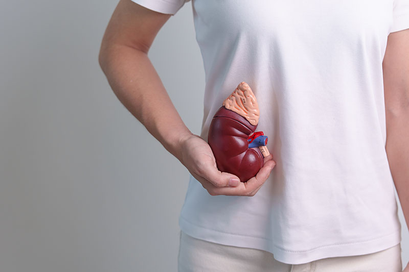 woman holding Anatomical human kidney Adrenal gland model. disea